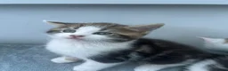 Mixed Breed cats for sale: Kittens for sale  - Advert 5