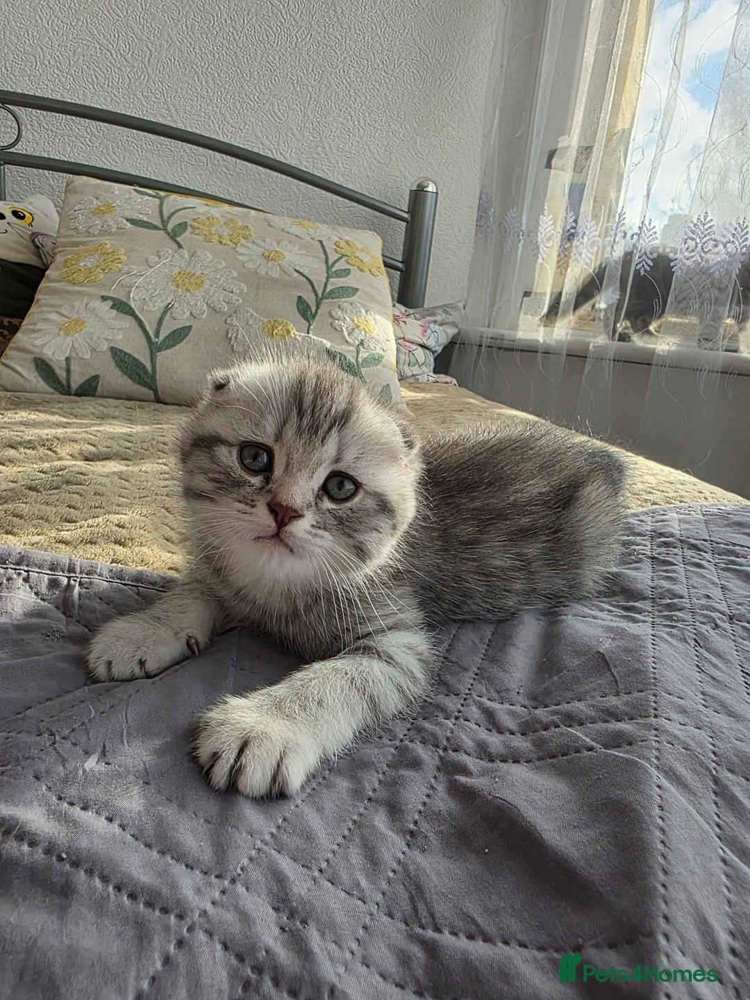Scottish Fold cats for sale: Tabby Scottish Fold Kittens - Advert 23