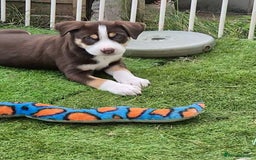 Mixed Breed dogs for sale: Husky mix puppies. Ready to leave! - Image 35