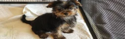 Yorkshire Terrier dogs for sale: Stunning Yorkshire Terrier puppies.  - Advert 12