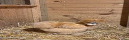 Chickens poultry for sale: USA Silkie Chicks - Advert 4