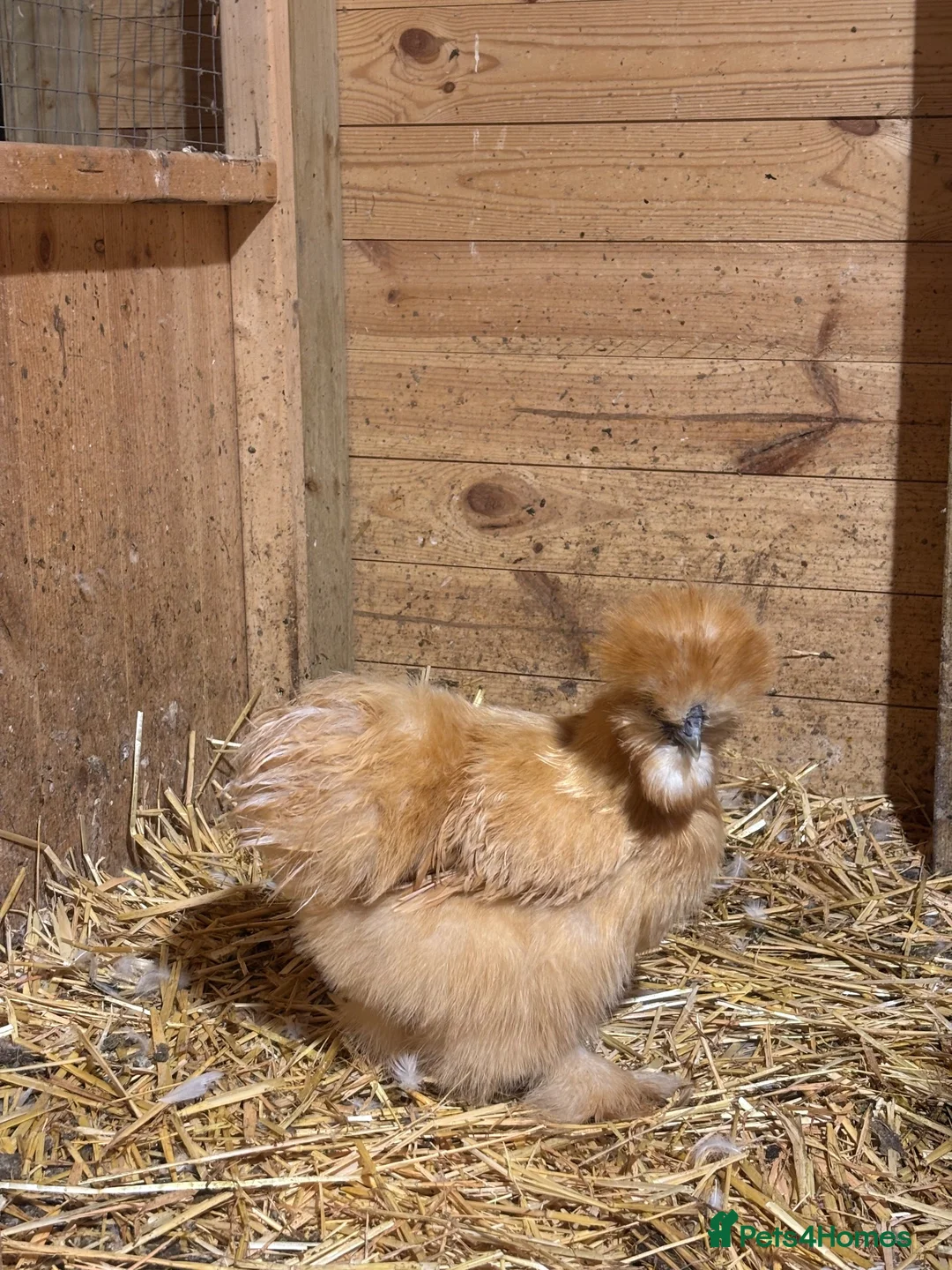 Chickens poultry for sale: USA Silkie Chicks - Advert 4
