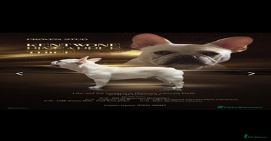 French Bulldog dogs - Advert 2