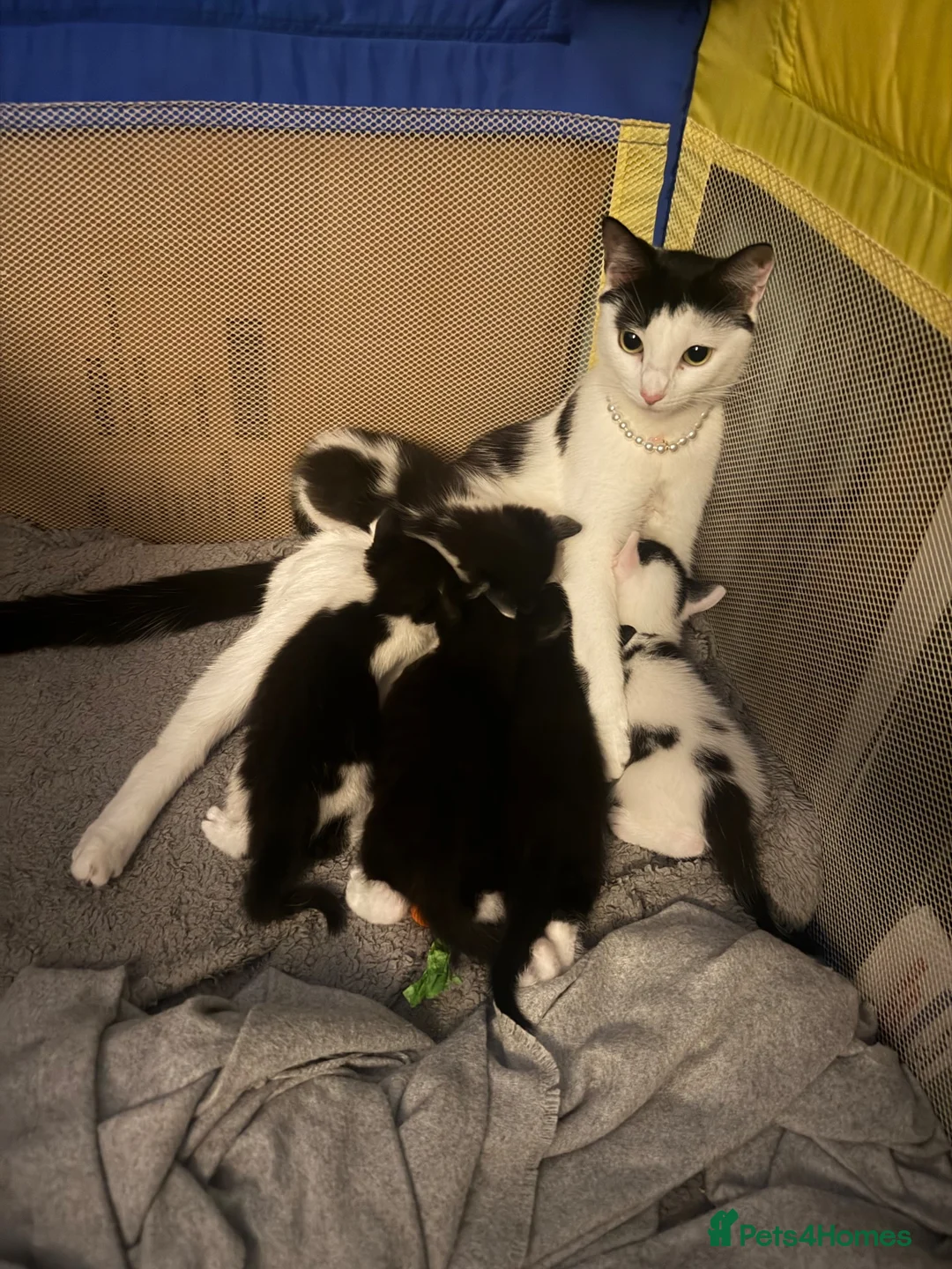 Mixed Breed cats for sale: 5 Adorable Kittens Looking for Their Forever Homes - Advert 12