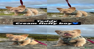French Bulldog dogs - Advert 15