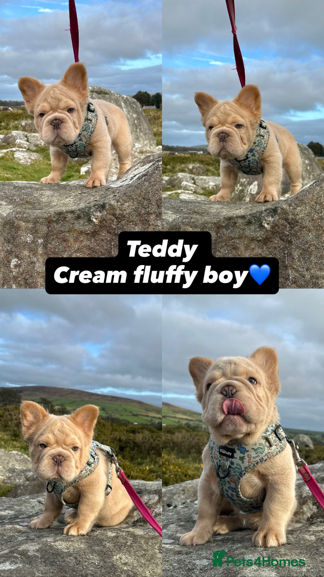 French Bulldog dogs for sale: 2 fluffy French Bulldogs puppies left - Image 3