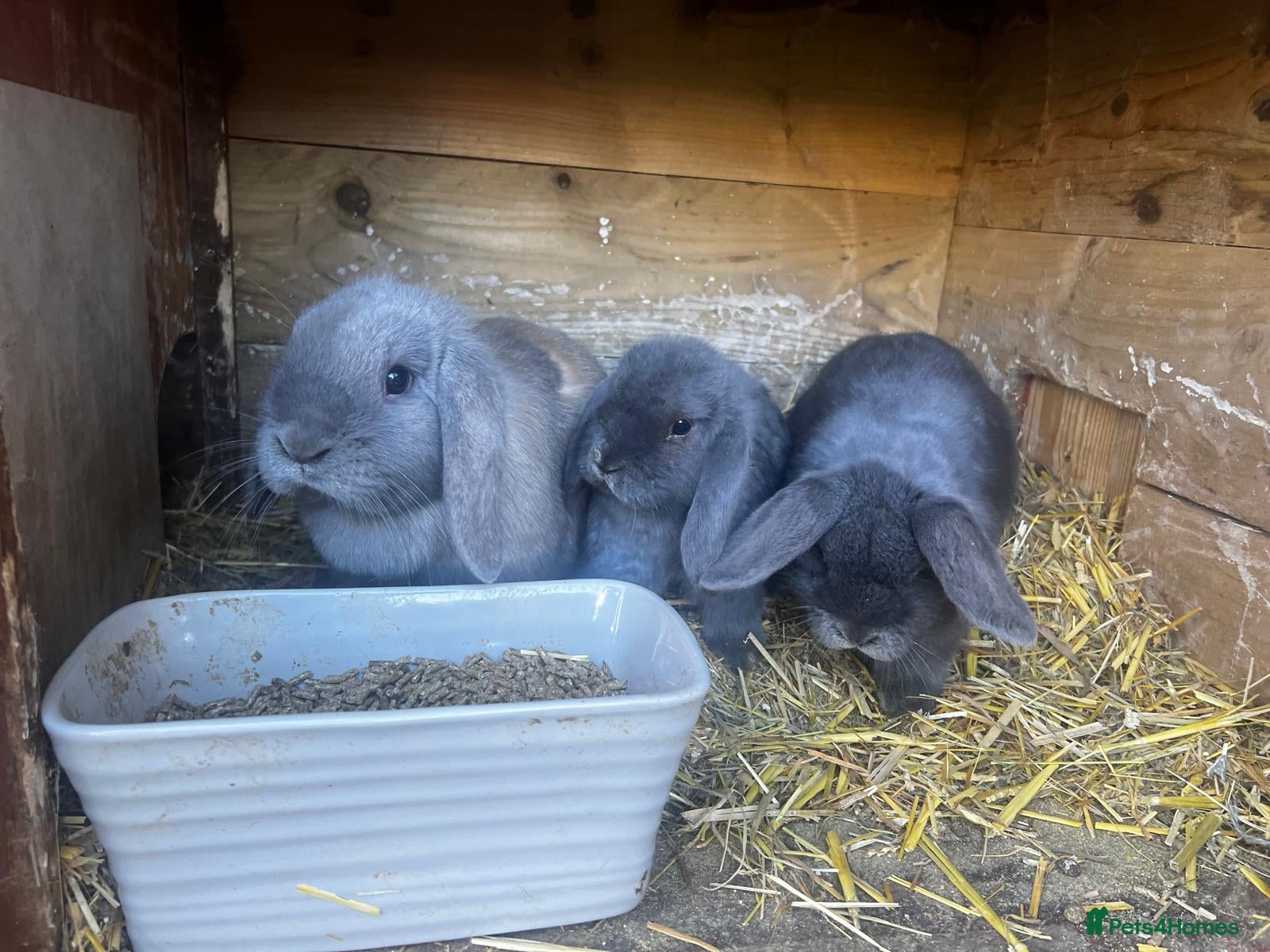 Mini Lop rabbits Mini loop - Advert 1