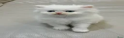 Persian cats for sale: 🤍🐾 Beautiful Fluffy White Kitten blue eyes 🐾🤍 - Advert 1