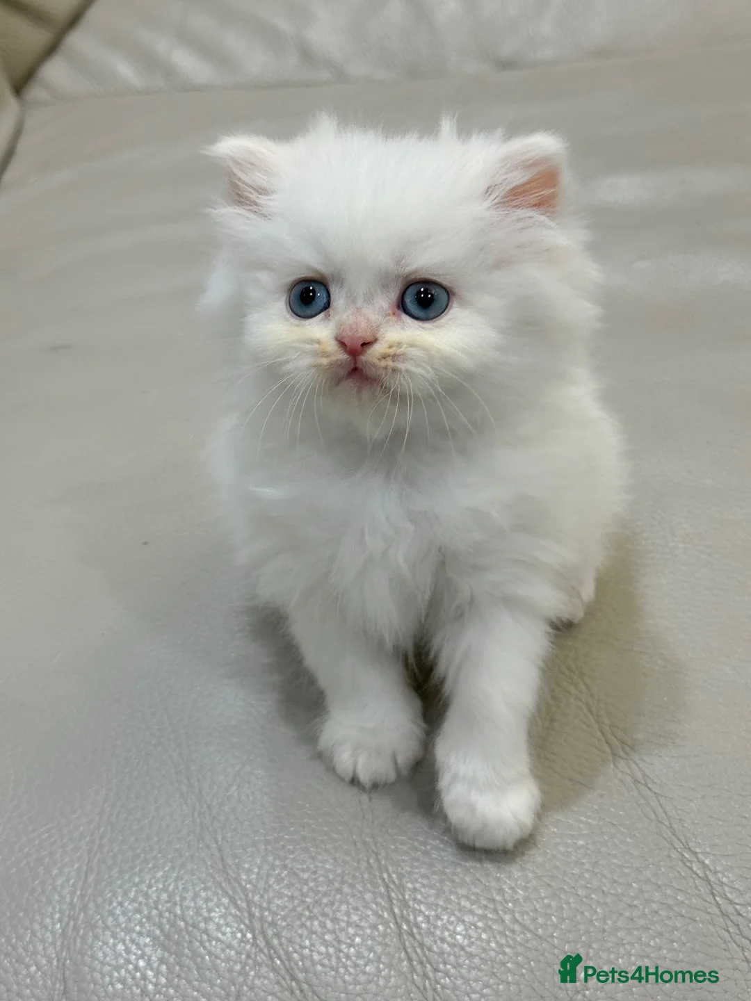 Persian cats for sale: 🤍🐾 Beautiful Fluffy White Kitten blue eyes 🐾🤍 - Advert 1