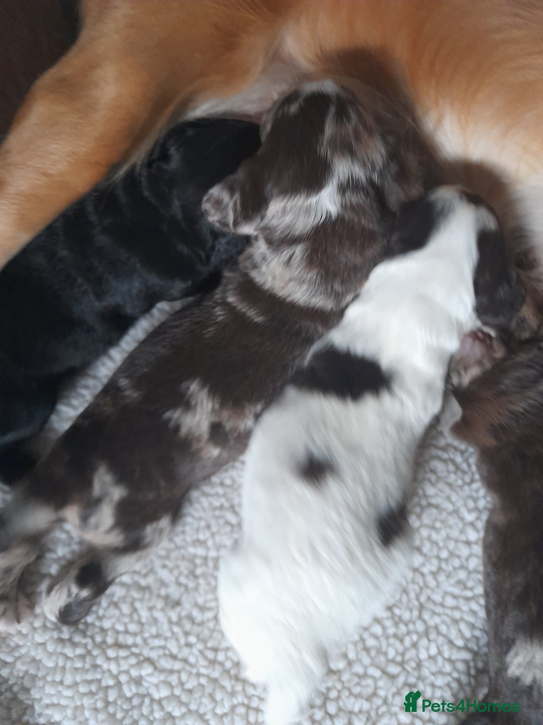 Sprocker dogs for sale: Gorgeous Merle Sprockers.  - Image 2