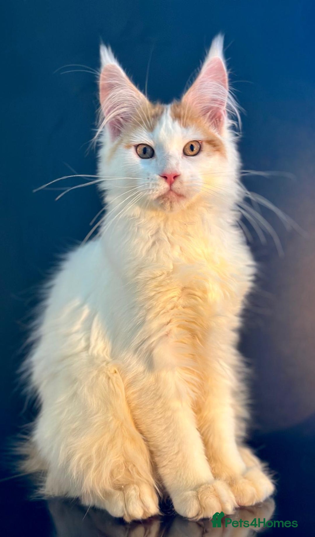 Maine Coon cats for sale: Maine Coon Kittens  - Image 2
