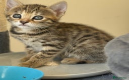Mixed Breed cats for sale: Cutest Bengal X Kittens nearly ready to go!! - Image 6