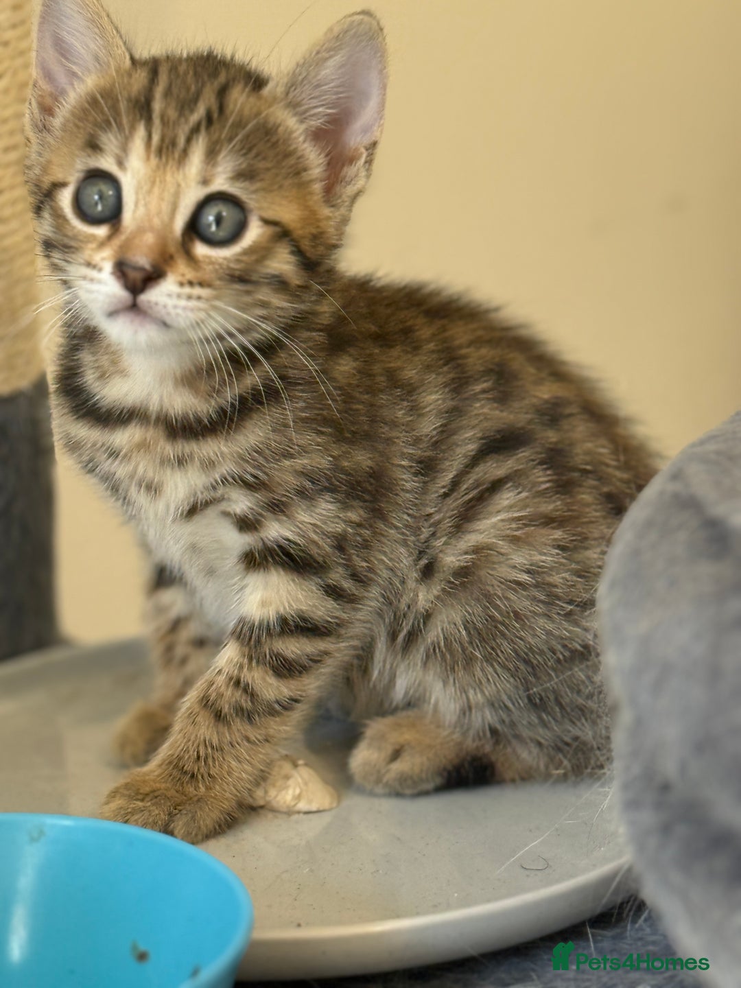 Mixed Breed cats for sale: Cutest Bengal X Kittens nearly ready to go!! - Image 6