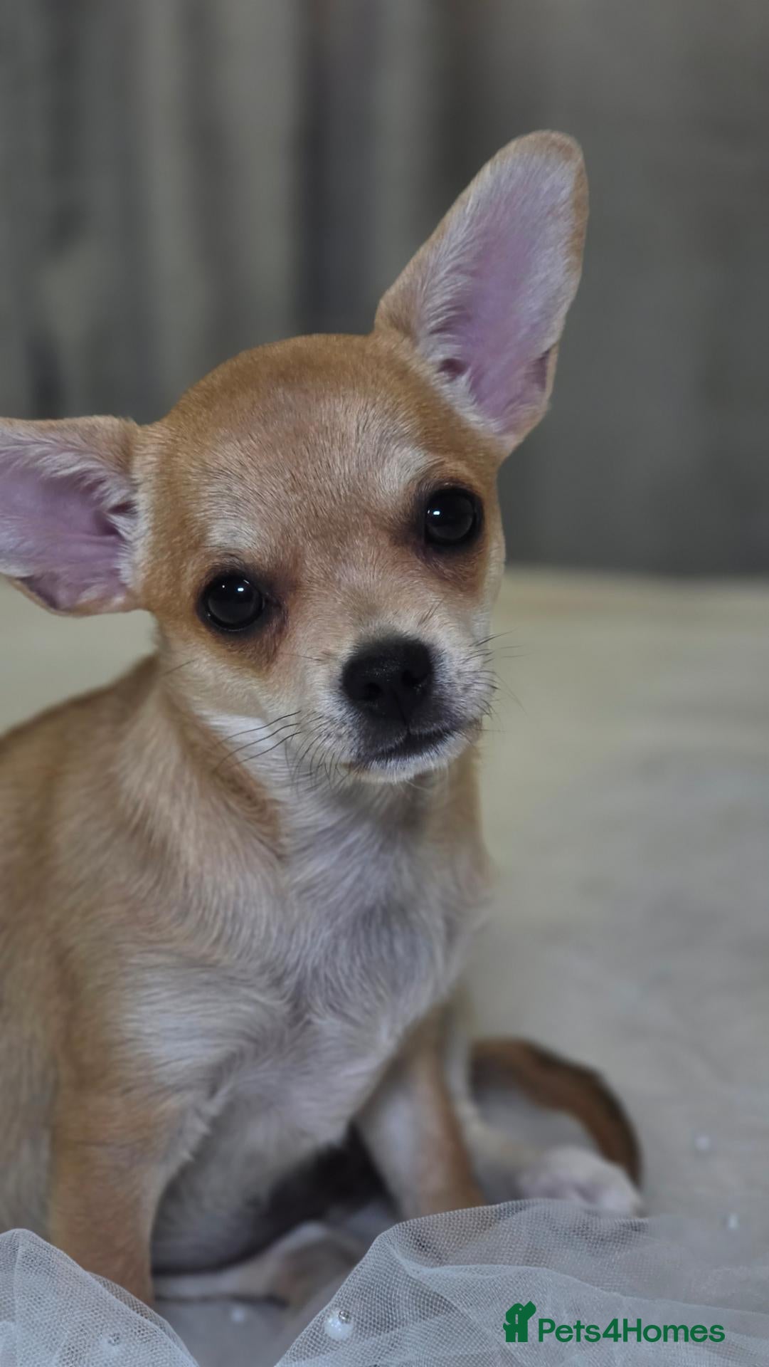 Chihuahua dogs 🐾Chihuahua Girls ready for forever loving homes - Advert 1