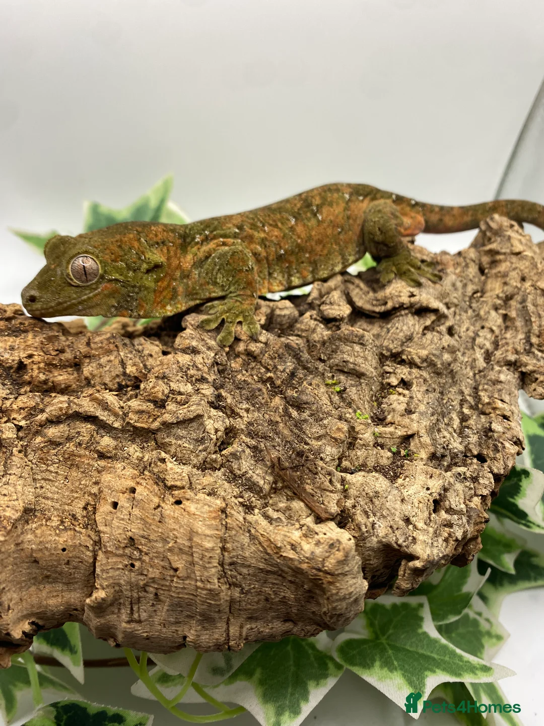 Gecko reptiles for sale: Mainland chahoua  - Advert 2