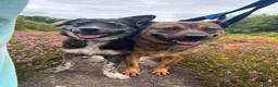 Mixed Breed dogs for adoption: Greyson - Norwich Norfolk  - Advert 12