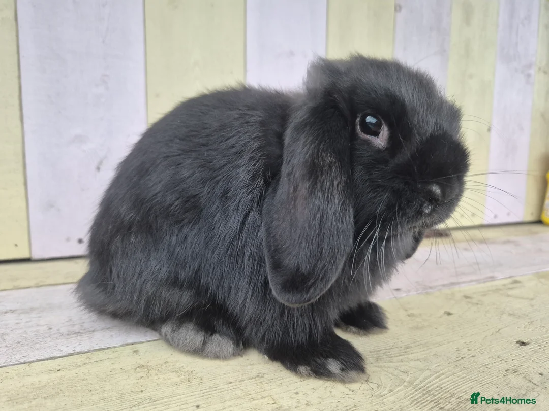Mini Lop rabbits for sale: 🖤 black mini lop girlie for her furever home 🖤 - Advert 9