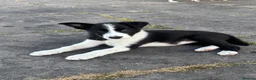 Border Collie dogs for sale: 5 beautiful, playful bordercollie puppies - Advert 7