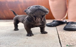 Shar Pei dogs for sale: Shar pei puppie  - Image 6