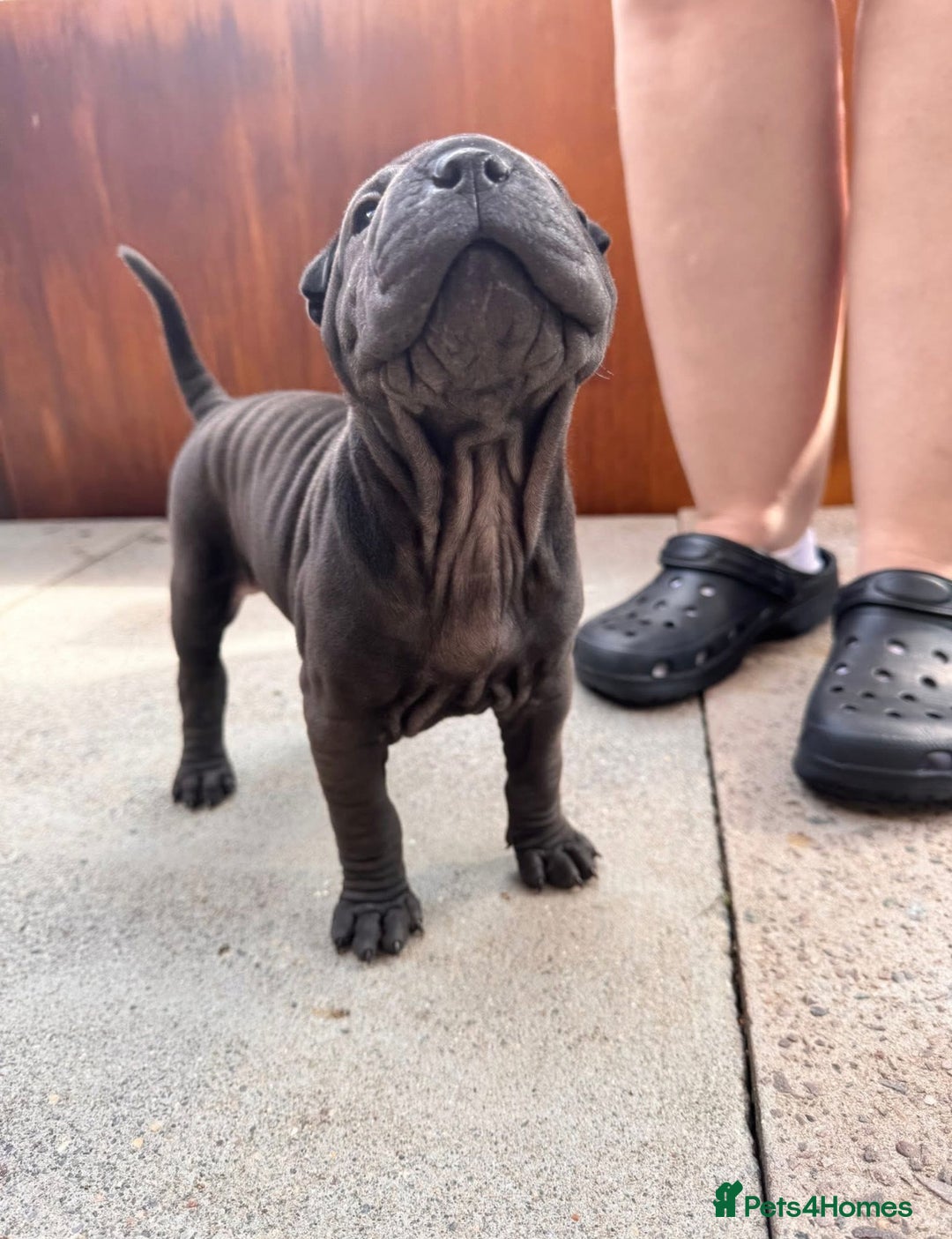 Shar Pei dogs for sale: Shar pei puppie  - Image 6