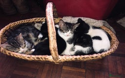 Mixed Breed cats for sale: Kittens  - Image 9