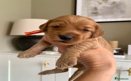 Cockapoo dogs for sale: 3 Stunning Dark Red Cockapoo Puppies - Image 5