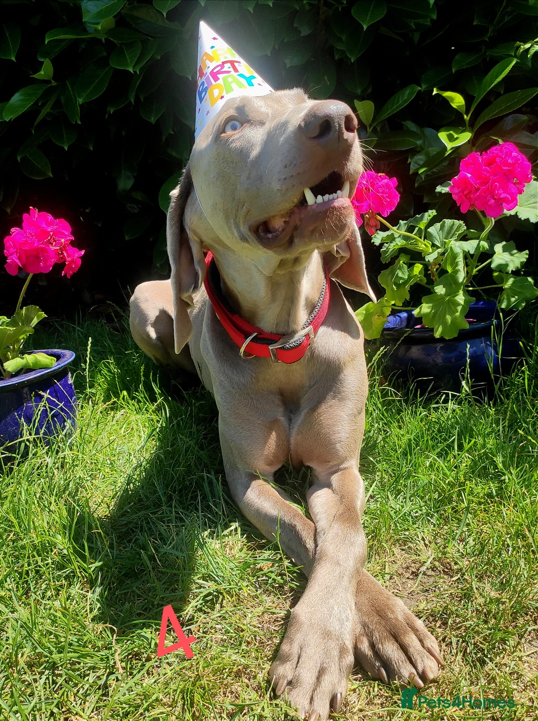 Weimaraner dogs for stud:  KC reg health tested Hipscored stud in Woodbridge - Advert 40