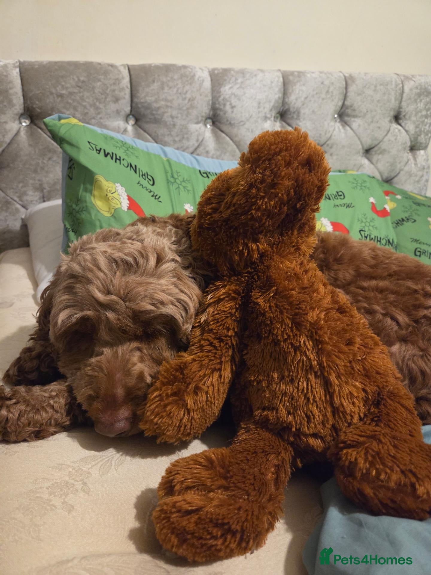 Cockapoo dogs for sale: 3 beautiful cockapoos left - Advert 1
