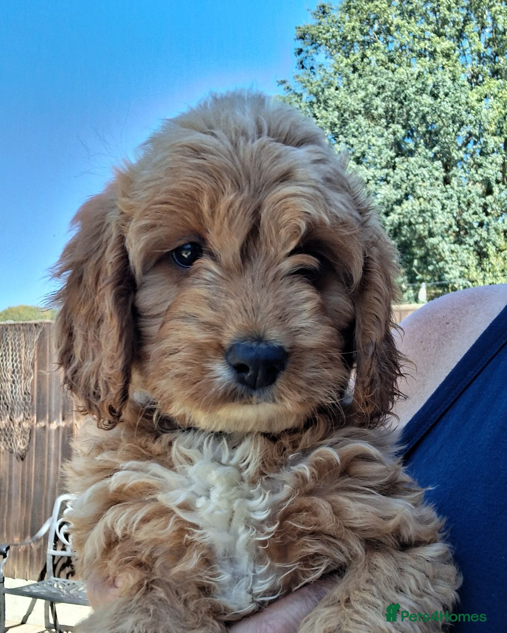 Cockapoo dogs ** Only Girls Left** Cockapoo puppies for sale  - Advert 1