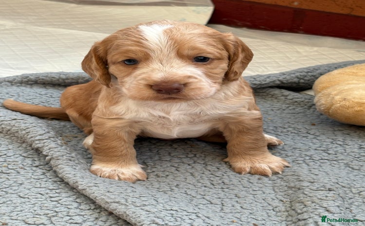 Cocker Spaniel dogs Cocker Spaniel Puppies  - Advert 15