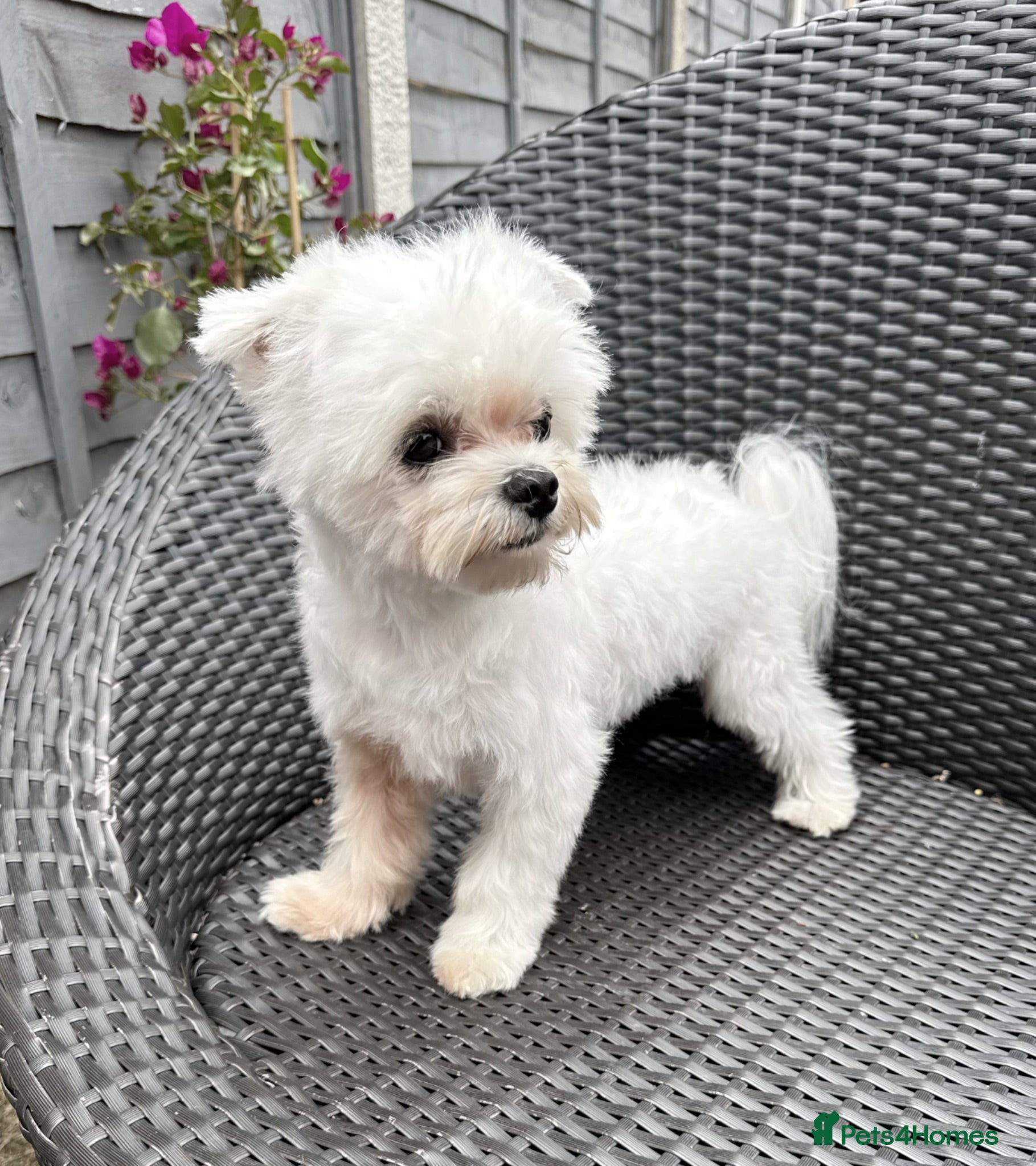 Maltese dogs FCI quality Maltese boy  - Advert 10