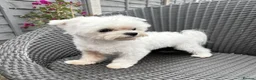 Maltese dogs for sale: FCI quality Maltese boy  - Advert 1