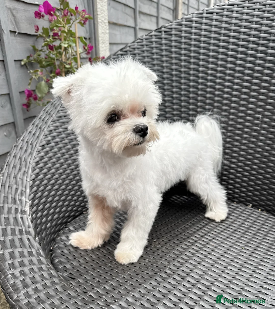 Maltese dogs for sale: FCI quality Maltese boy  - Advert 1