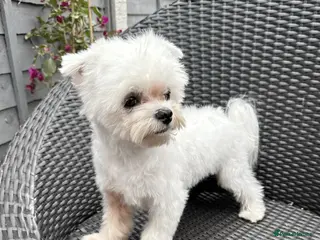 Maltese dogs FCI quality Maltese boy - Advert 1