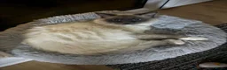 Ragdoll cats for sale: Male Ragdoll - Advert 3