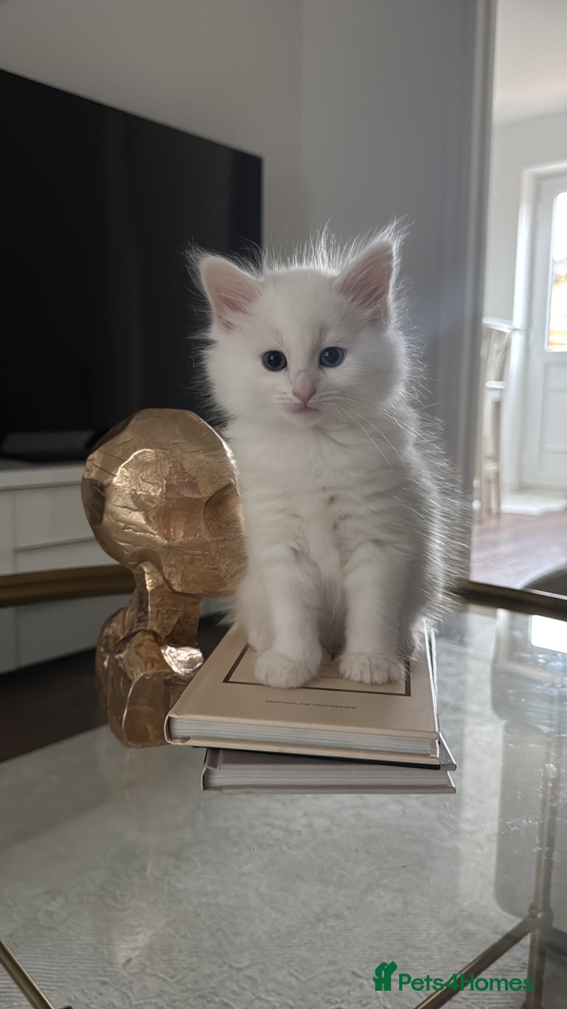 Siberian cats for sale: 🐾 Adorable Siberian Kittens  - Advert 14