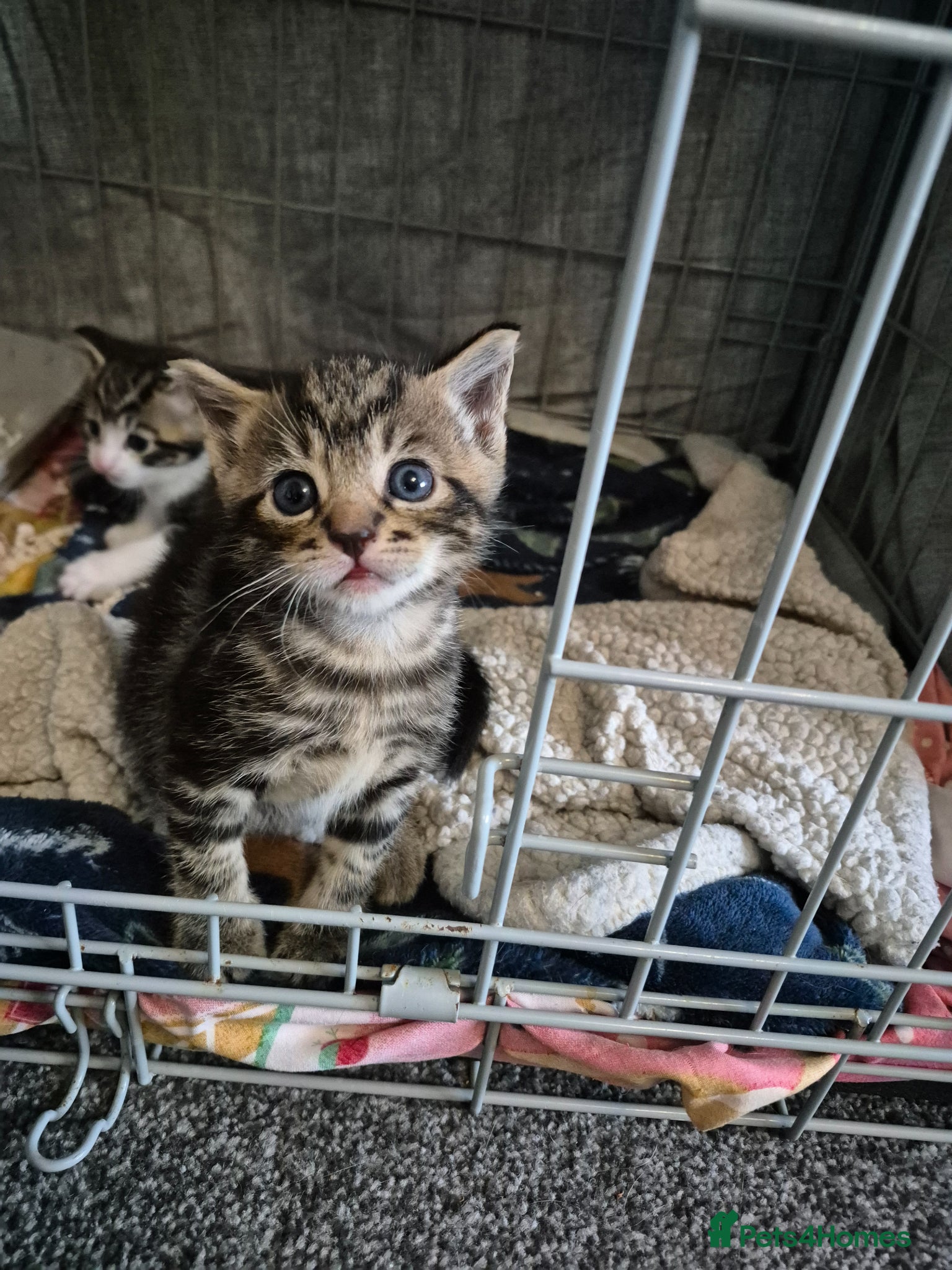 Mixed Breed cats Boy kittens available now  - Advert 2