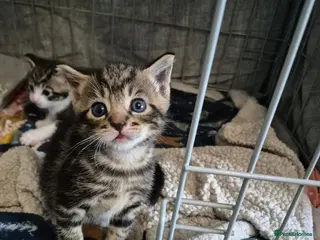 Mixed Breed cats Boy kittens available now - Advert 1