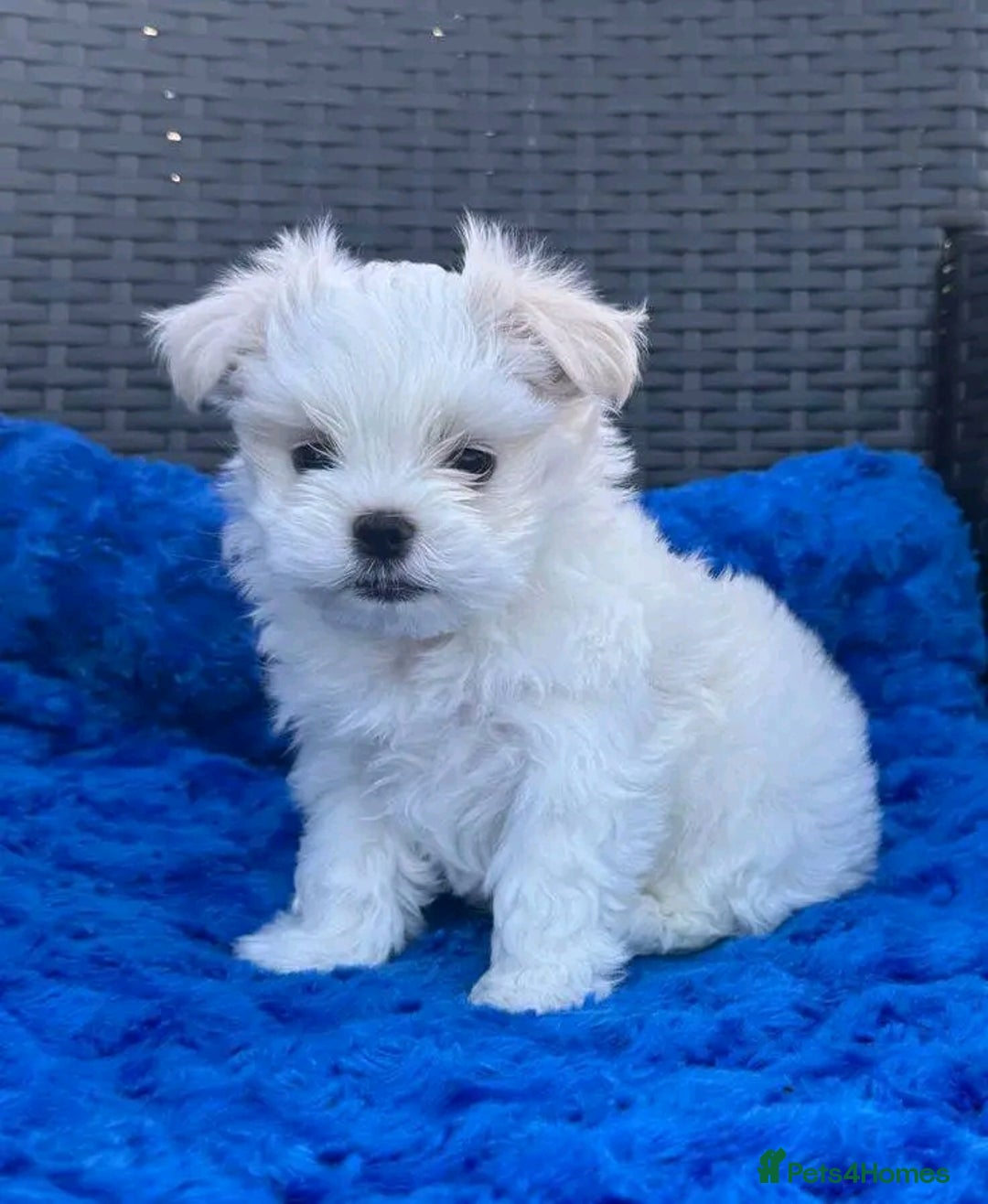 Maltese dogs for sale: Maltese puppies available  - Image 3