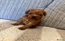 Schnoodle dogs for sale: Miniature Poodle X Schnoodle pups for sale - Image 7