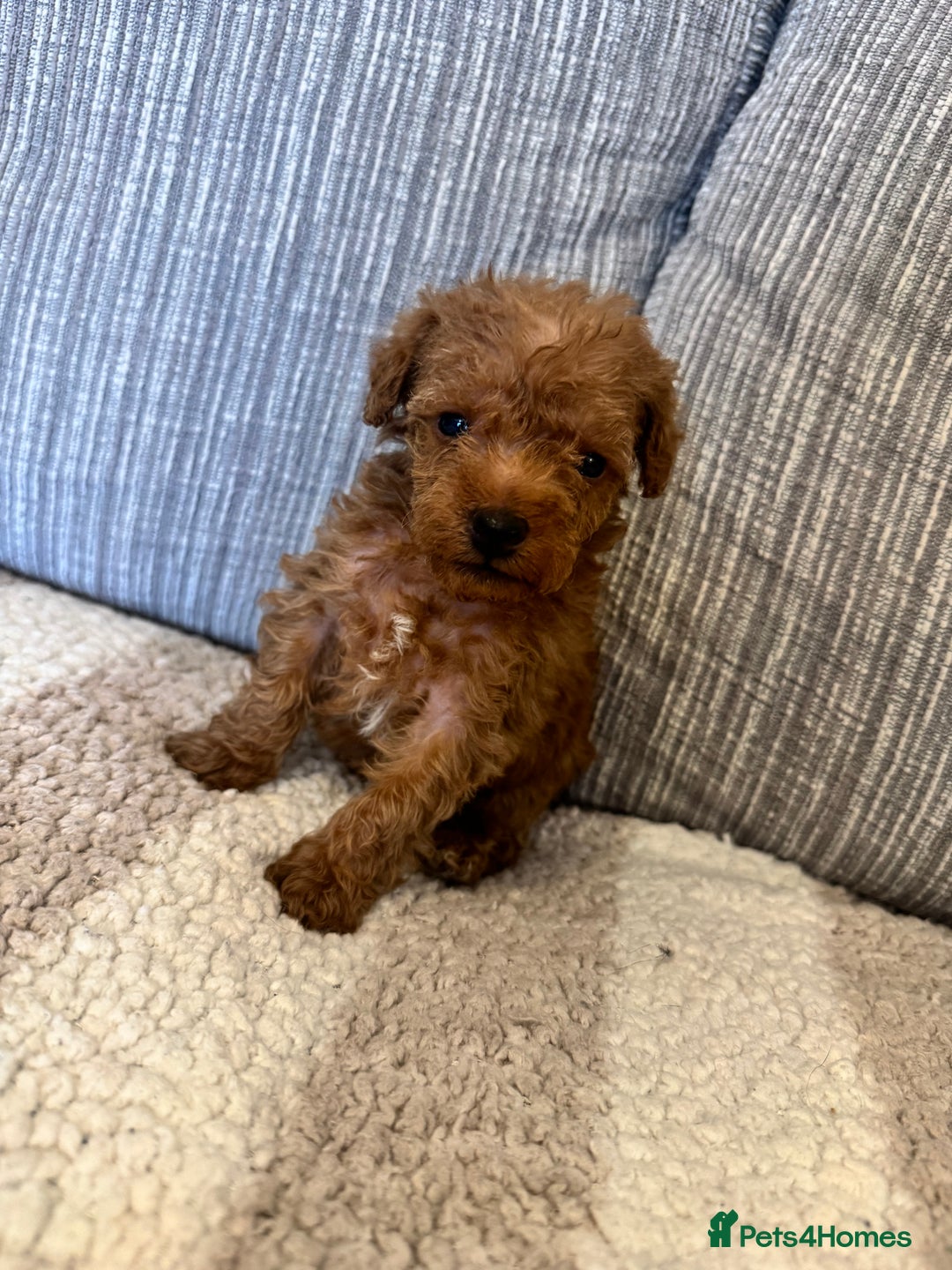 Schnoodle dogs for sale: Miniature Poodle X Schnoodle pups for sale - Image 7