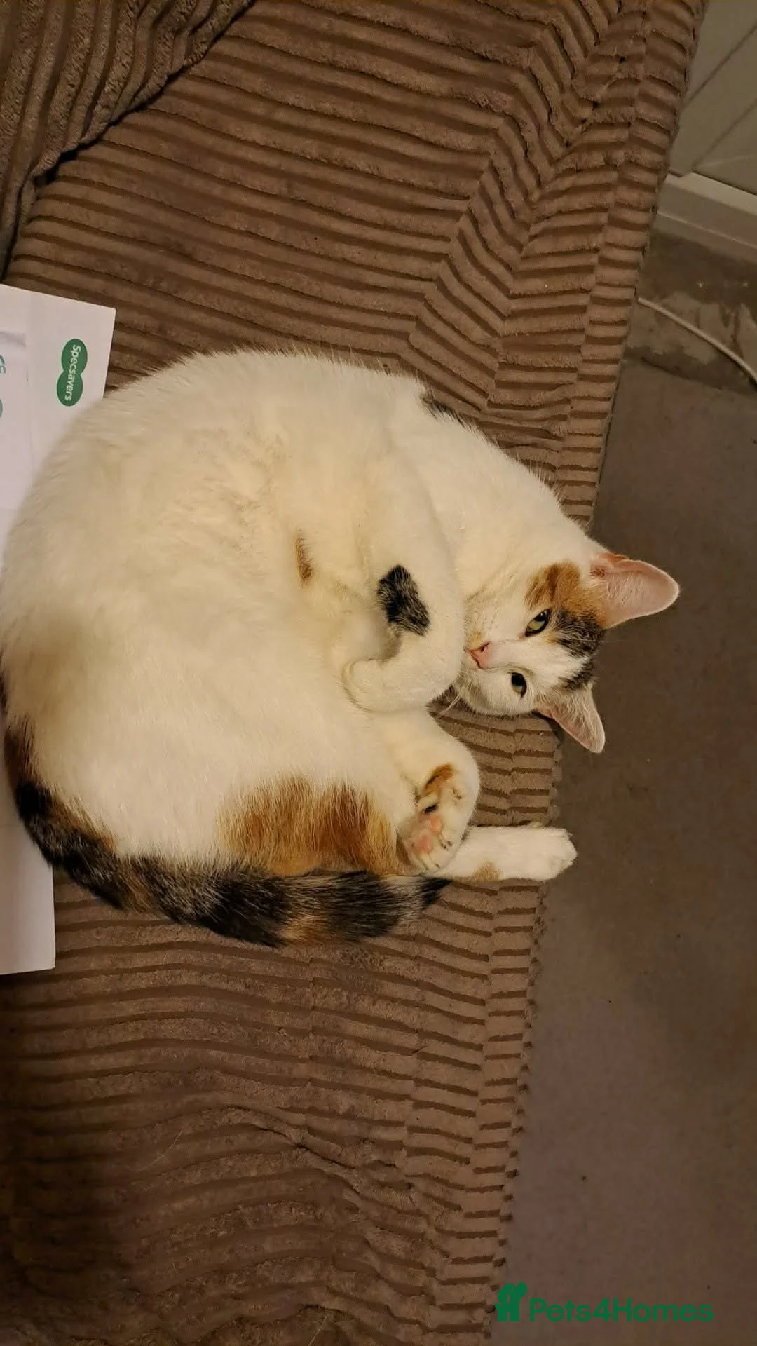 British Shorthair cats for sale: Free female calico in Tunbridge Wells - Advert 3