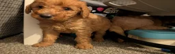 Labradoodle dogs for sale: Stunning F2 labradoodles  in Ebbw Vale - Advert 10