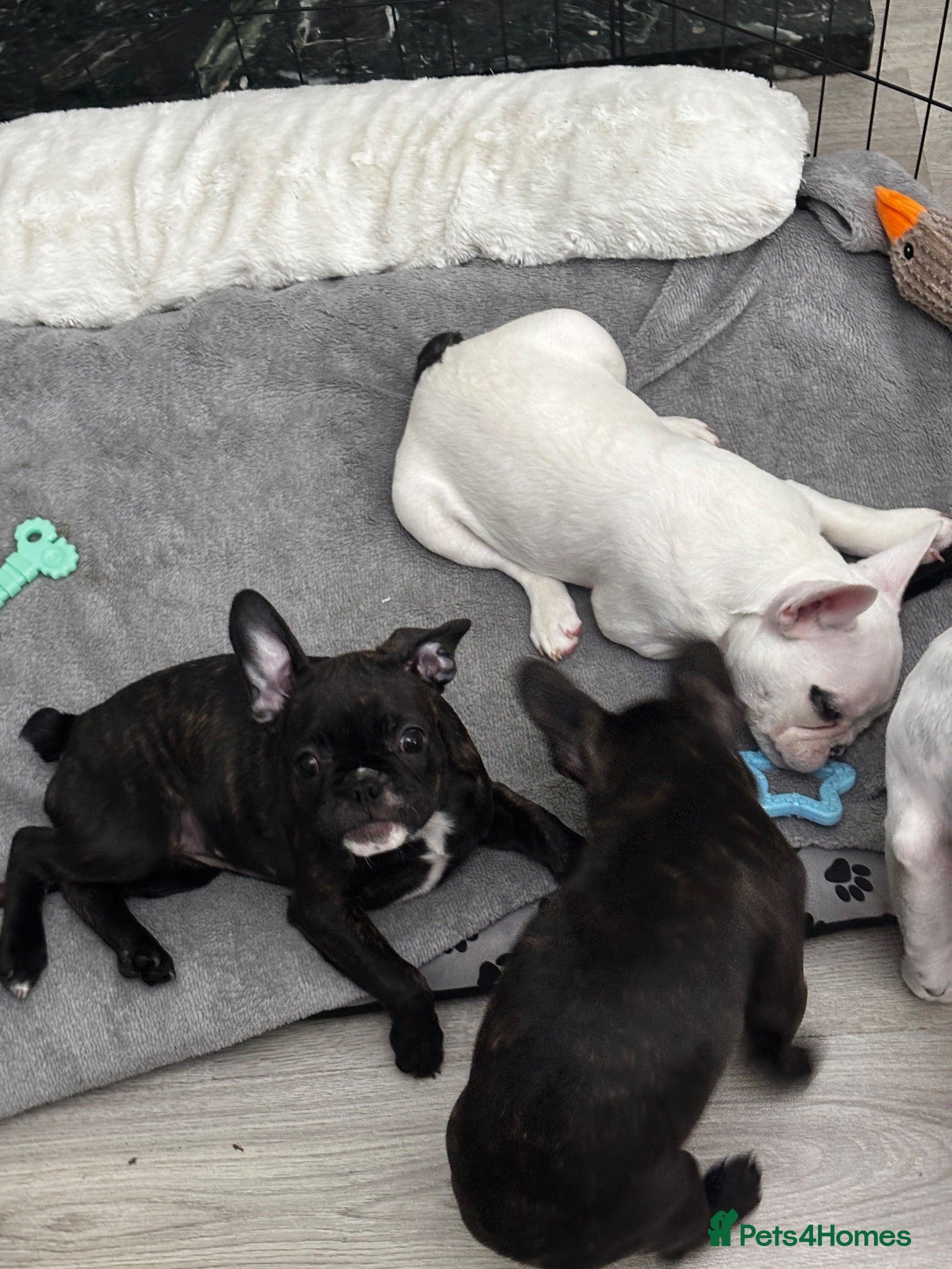 French Bulldog dogs  French bulldog puppies 1 male 1 female left - Advert 18