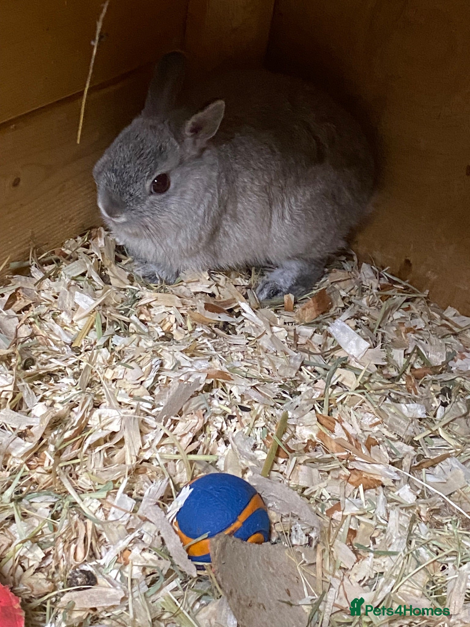 Netherland Dwarf rabbits Gorgeous Netherland Dwarf baby boys - Advert 9