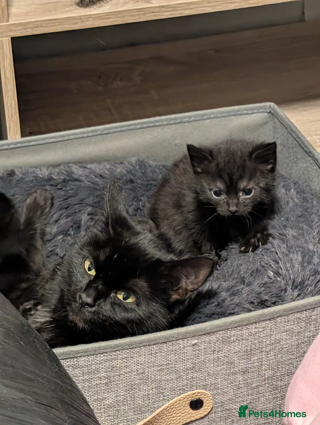 Mixed Breed cats for sale: Two black kittens - Advert 3