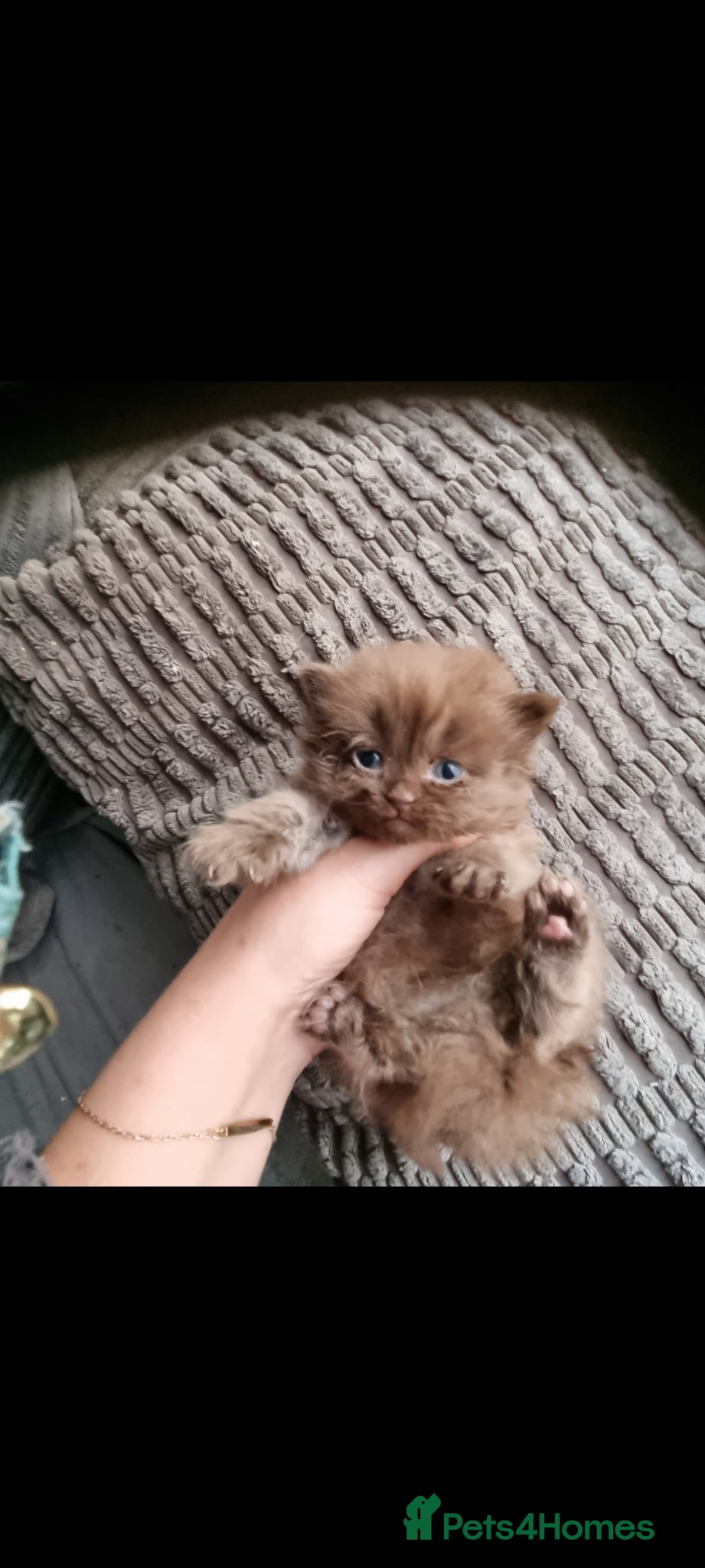 British Shorthair cats Beautiful kitten's  - Advert 1