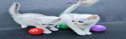 British Shorthair cats for sale: BRITISH SHORTHAIR KITTEN BLUE EYES  - Advert 10