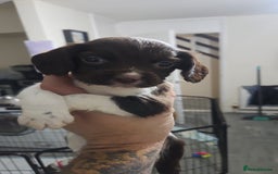 English Springer Spaniel dogs for sale: Springer spaniel puppy's  - Image 2