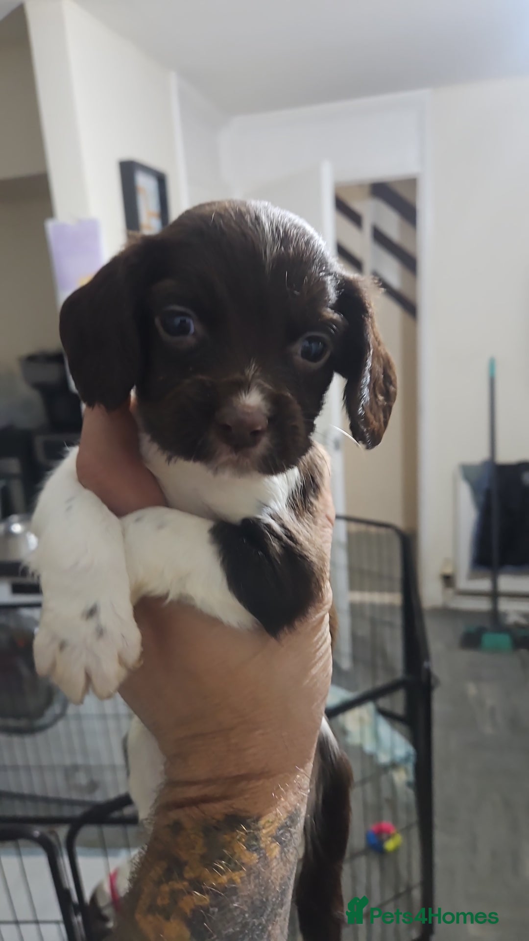 English Springer Spaniel dogs for sale: Springer spaniel puppy's  - Image 2